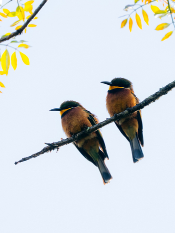 Koroi Forest Camp: Zwergspinte