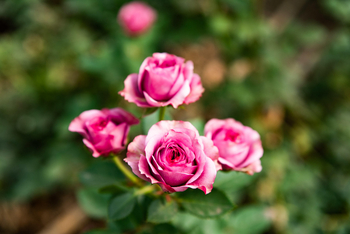 Loldia House: Rosa Rosen