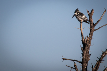 Mma Dinare Camp: Pied Kingfisher