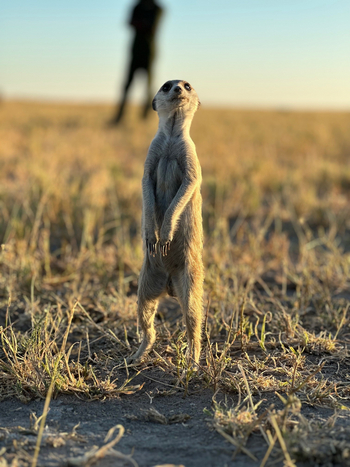 Moela Safari Lodge Moela Safari Lodge: Erdmännchen