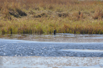 Nanzhila Plains Camp: Fischotter