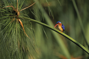 North Island Okavango Camp North Island Okavango Camp: Malachiteisvogel
