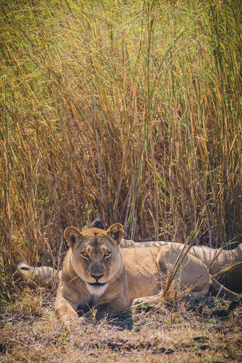 Ntemwa Busanga Bushcamp Ntemwa Busanga Bushcamp: Löwin