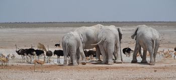 Okutala Lodge: Elefanten und Strauße