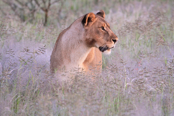 Old Traders Lodge: Aktivitäten