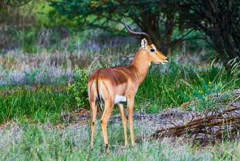Otjimbondona: Impala