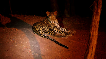 Reni Pani Jungle Lodge: Leopard in der Nacht