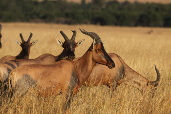 Richard's River Camp: Topis