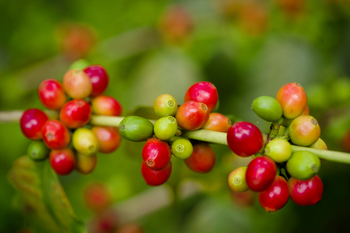 Rivertrees Country Inn: Kaffee