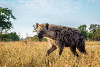 Seba Camp: Tüpfelhyäne