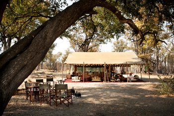 Selinda Explorers Camp Selinda Explorers Camp: Zelt unter Bäumen