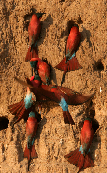 Shenton Safaris: Carmine Bee-Eater Hide