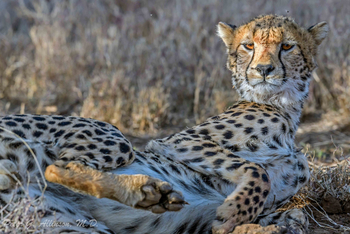 Sirikoi Lodge Sirikoi Lodge: Bernsteinaugen