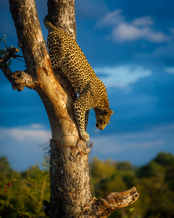 Tanda Tula Safari Camp: Leopard