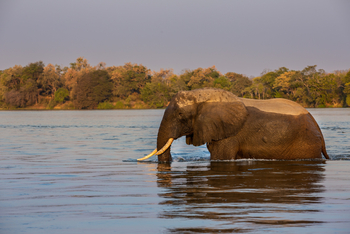Tembo Plains Camp: Elefant nass