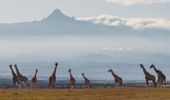 The River Camp: Giraffenherde im sanften Morgenlicht auf Savanne
