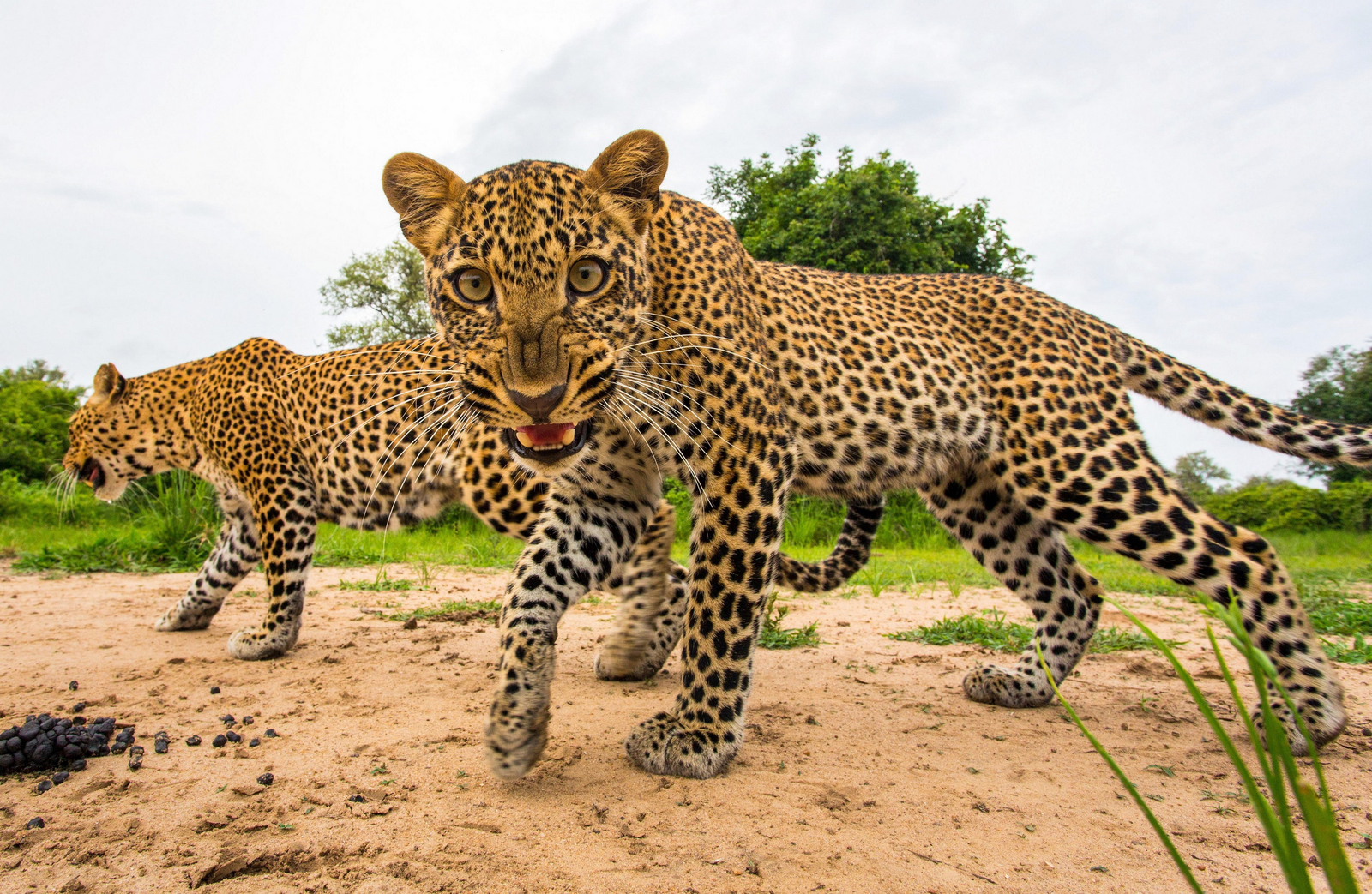 Time + Tide Kakuli Camp Time + Tide Kakuli Camp: Junger Leopard