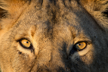 Wilderness Usawa Serengeti Camp: Löwenaugen