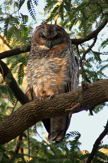 Asiatic Lion Lodge Asiatic Lion Lodge: Mottled Wood Owl