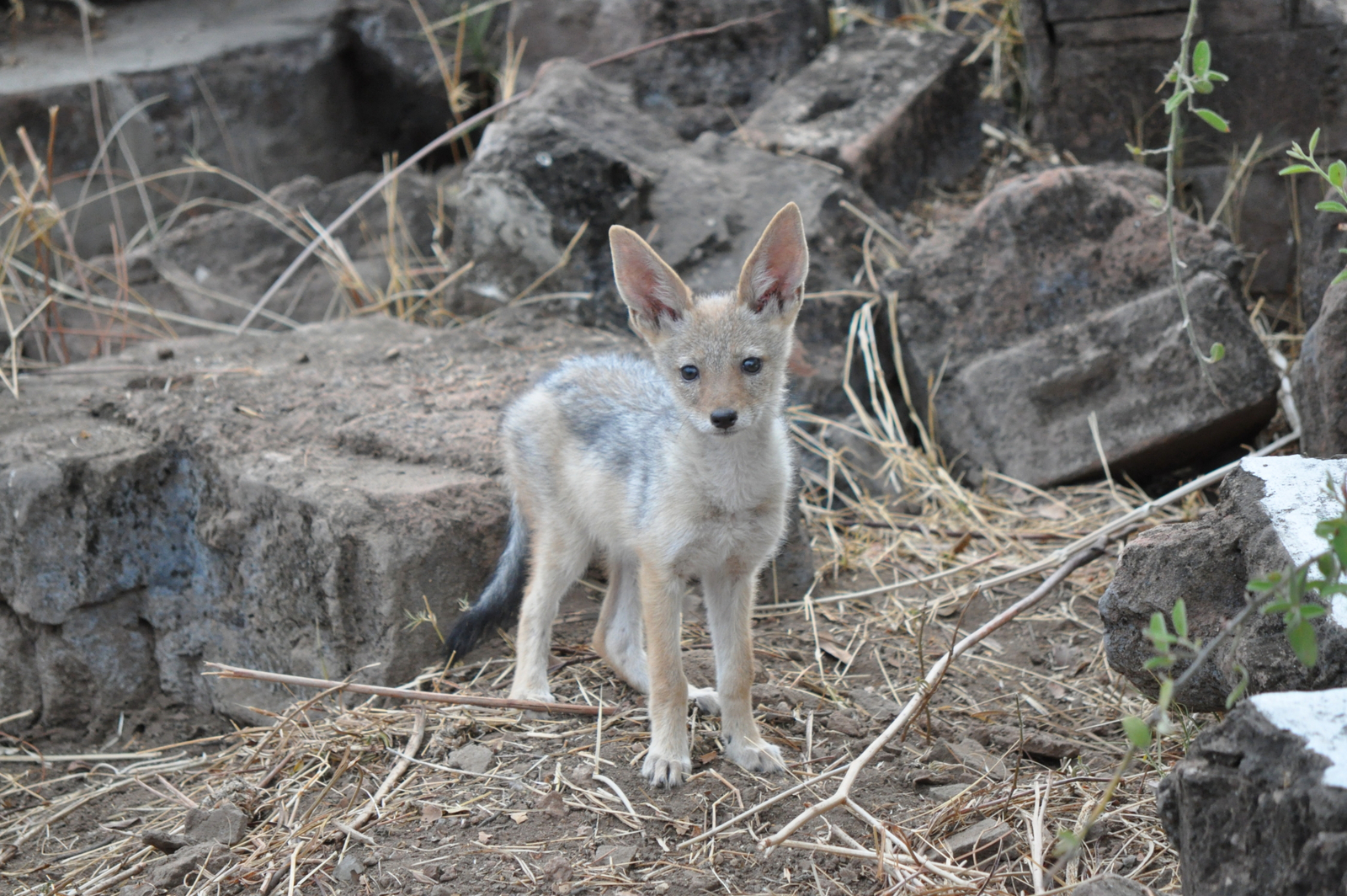Muchenje Safari Lodge Muchenje Safari Lodge: Schakalwelpe