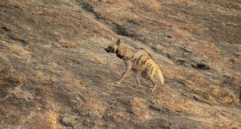 Bera Safari Lodge: Streifenhyäne