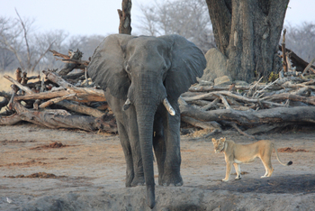 Camp Hwange: Löwin und Elefant