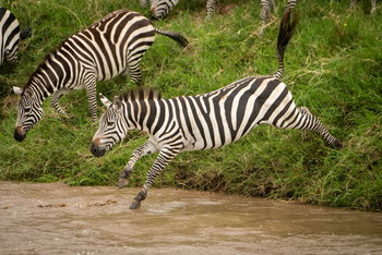 Cottar's 1920s Safari Camp: Mutige Zebras