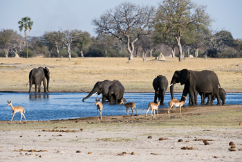Davison's Camp: Elefanten und Impalas Wasser
