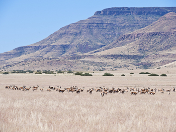 Desert Rhino Camp Desert Rhino Camp: Tierherde vor Tafelbergen