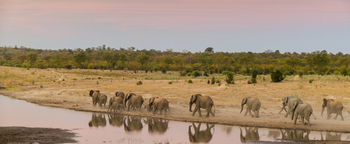 Deteema Springs Camp: Elefanten am Damm