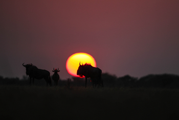 Dinaka Lodge: Gnu vor der untergehenden Sonne