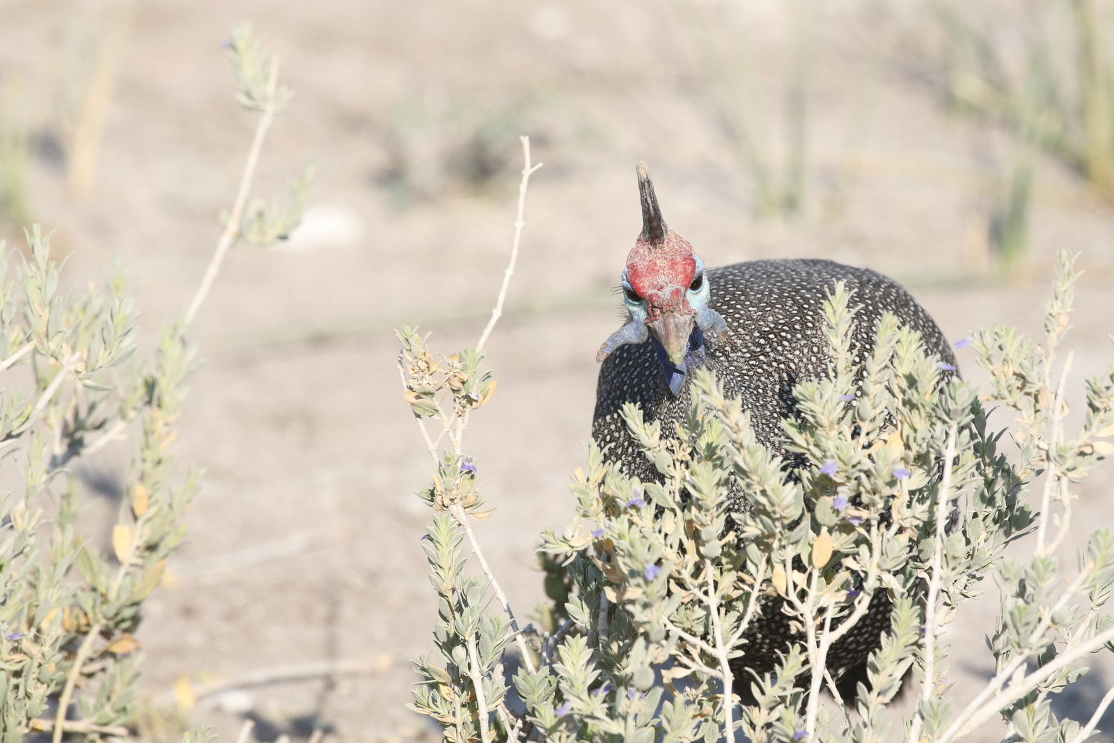 Dolomite Camp Dolomite Camp: Helmperlhuhn
