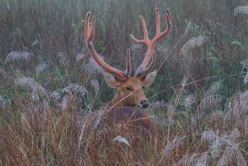 Flame of the Forest Safari Lodge: Barasingha - Sumpfhirsch
