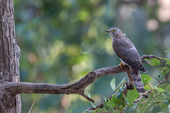 Flame of the Forest Safari Lodge: Kuckuck
