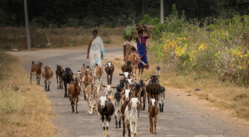 Flame of the Forest Safari Lodge: Ziegenhirtin