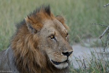 Gorongosa Safaris: Löwe