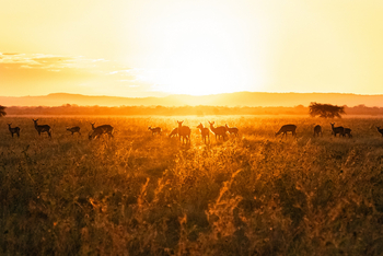 Gorongosa Safaris: Sonnenaufgang in der Wildnis