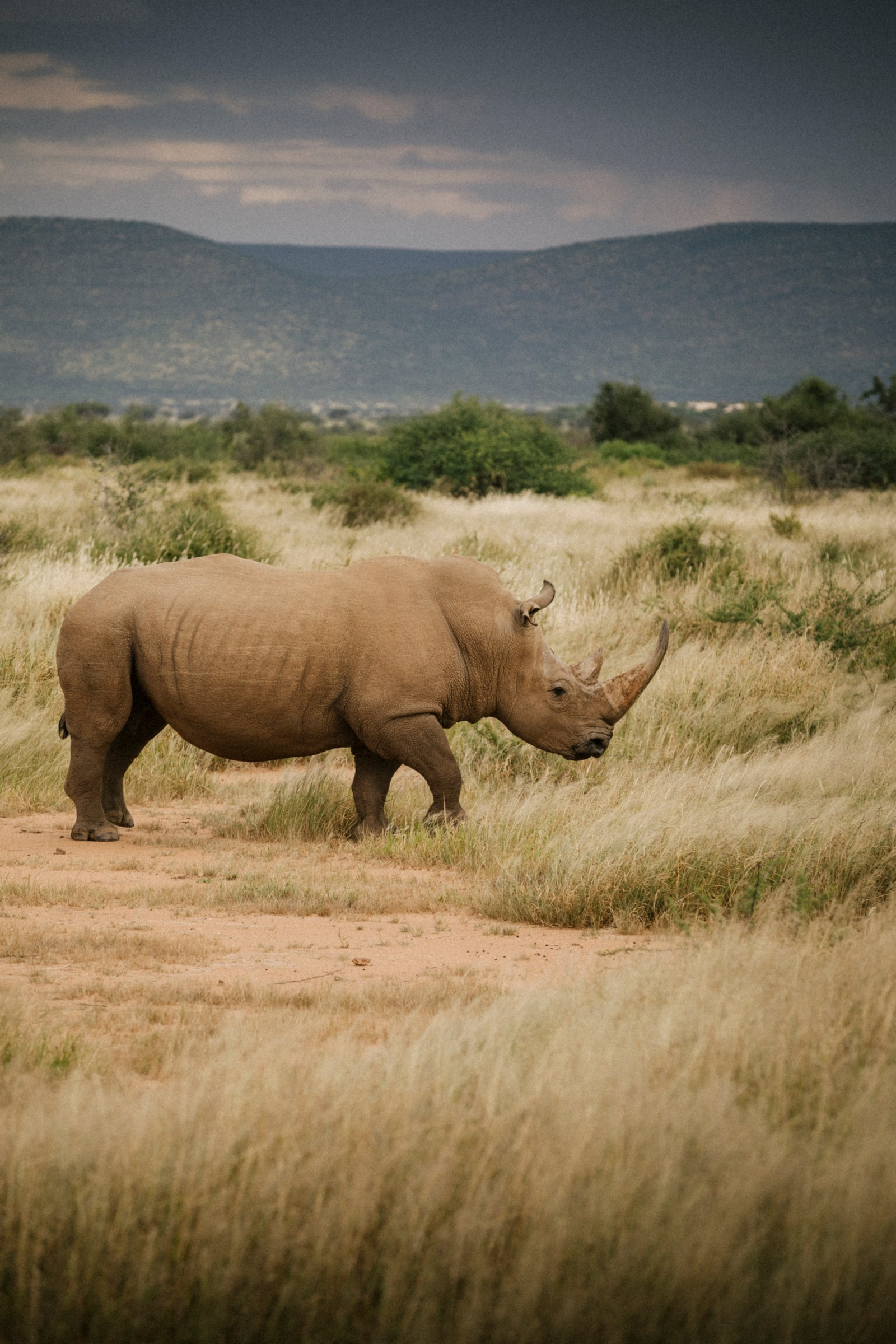 Habitas Namibia Habitas Namibia: Nashorn