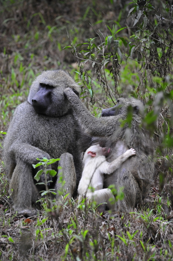 Hatari Lodge: Anubispaviane