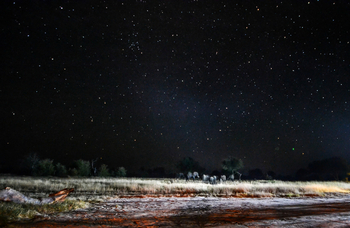 Jozibanini Camp Jozibanini Camp: Elefanten unter Sternen