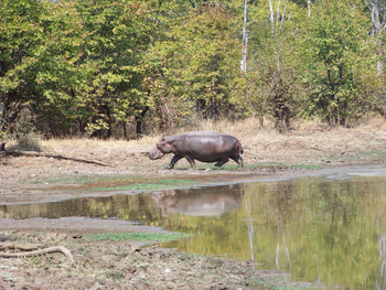 Kutandala Camp: Hippo