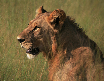 Lagoon Camp Lagoon Camp: Junger Löwe