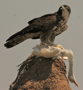 Little Vundu Camp Little Vundu Camp: Kampfadler mit Intermediate Egret