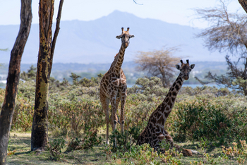 Loldia House: Massai-Giraffen