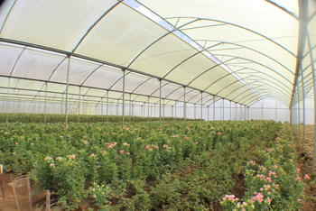 Loldia House: Rosen im Gewächshaus