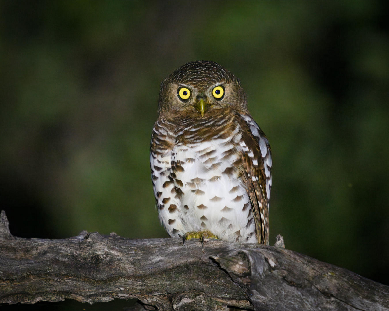 Losika Elephant Camp Losika Elephant Camp: Kleines Käuzchen auf Ast im Morgenlicht