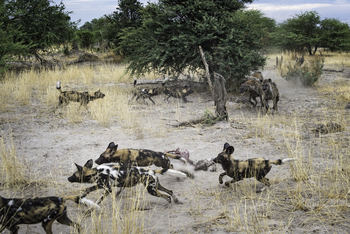 Mombo Camp: Wildhund-Rudel mit Beuteresten