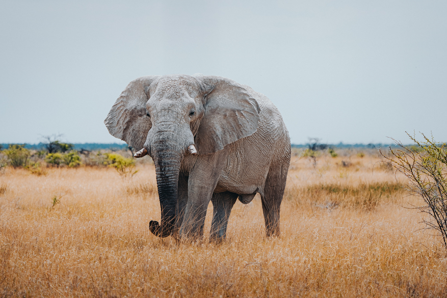 Mushara Game Drive