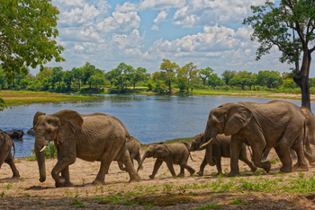 Nambwa Tented Lodge: Breeding Herd of Elefants