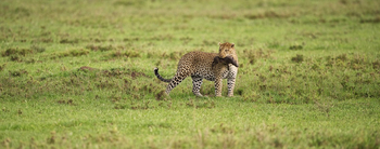 Namiri Plains Camp: Leopard mit Warzenschwein